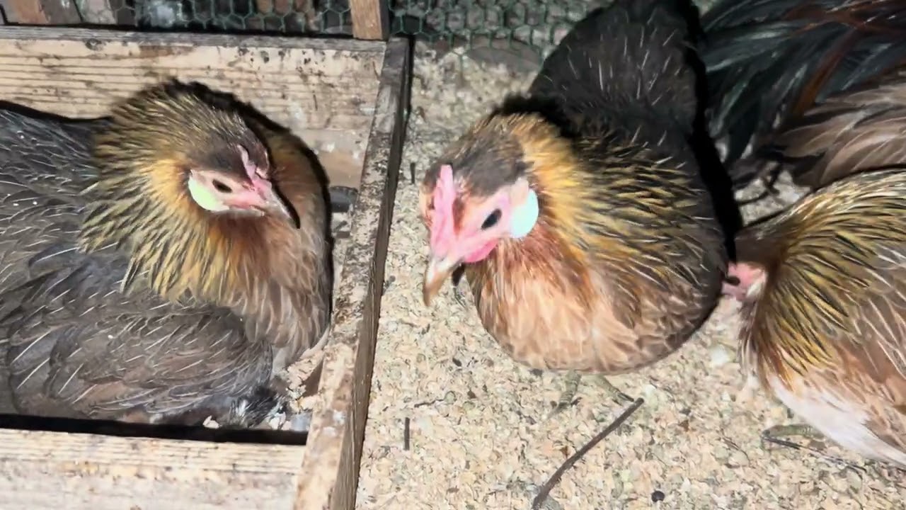 蓑曳矮鶏の雛