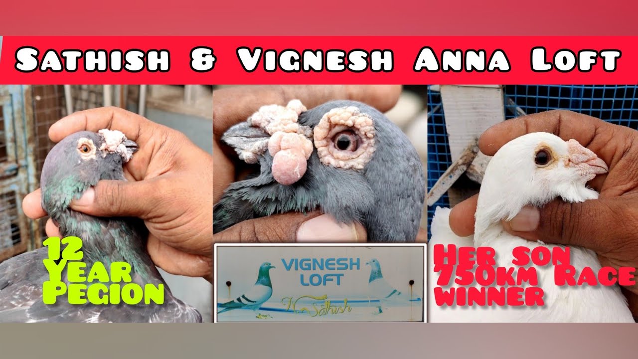 HOMER RACE PEGION | SATHISH & VIGNESH ANNA LOFT | SHORT TIME ACHIEVER #homerpigeon #pegionlovers