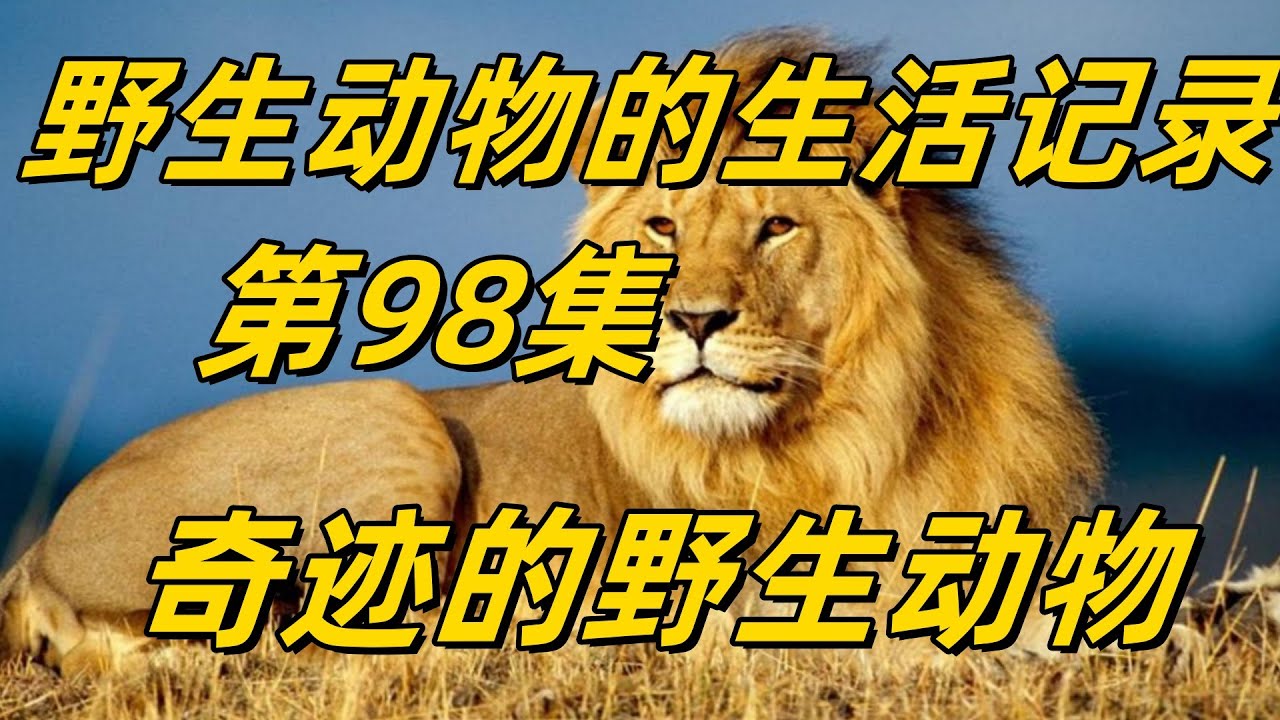野生动物的生活记录   新世界的野生动物    野生动物世界98#top #世界之最 #动物 #動物 #災難 #灾难 #腦洞大開 #美國 #灰熊#狼群 #北大村庄#可可西里#坎高犬