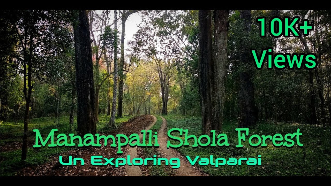 Manampalli Forest, Un Explored Shola Forest In Valparai, Manambolly Trekking Shed | Urulikkal
