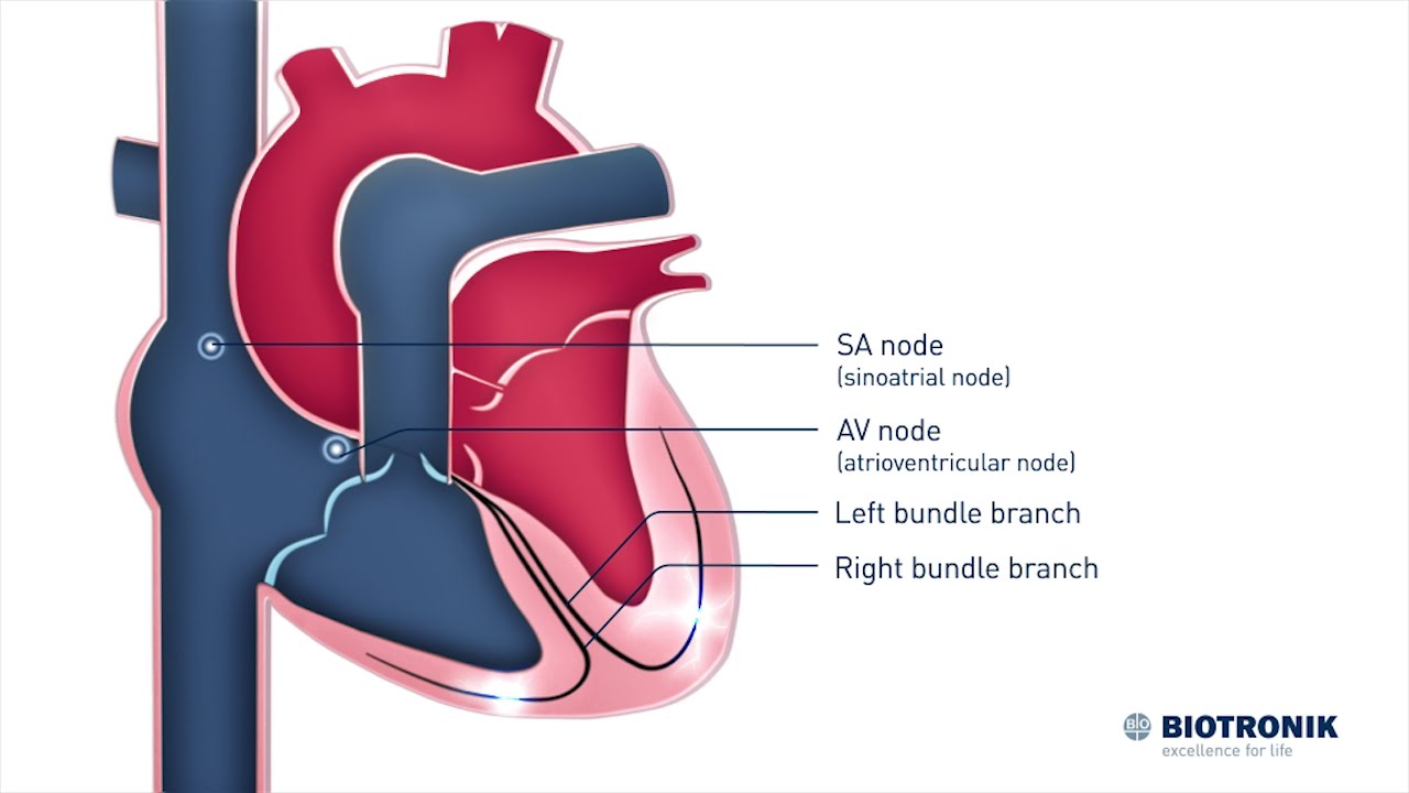 Electrical System of the Heart | Medical Animation