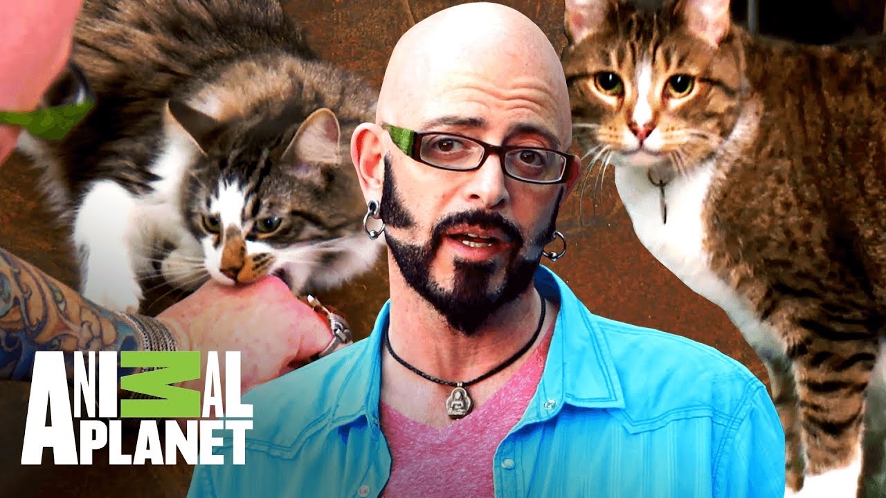 Los cambios de comportamiento más sorprendentes | Mi gato endemoniado | Animal Planet