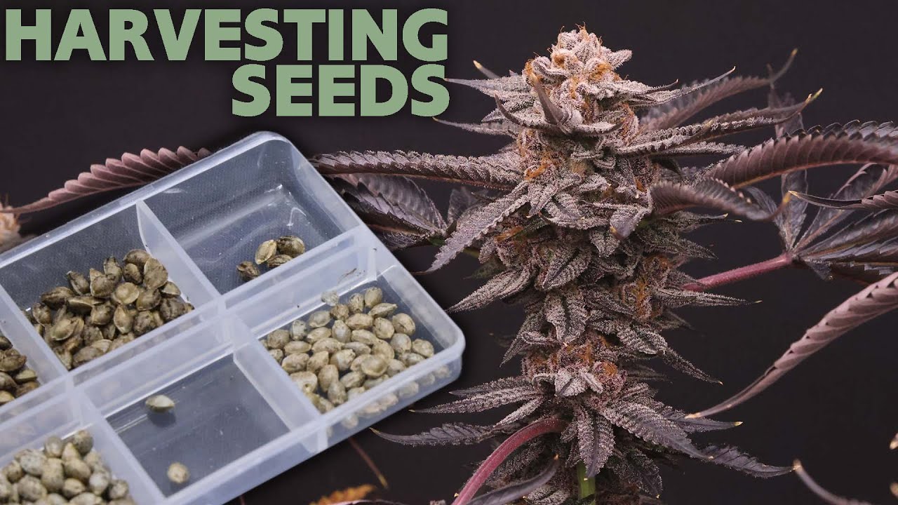 How to Harvest Cannabis Seeds &ndash; Dr. Seed Popper ASMR &ndash; CHASING PURPLE - breeding the best strains