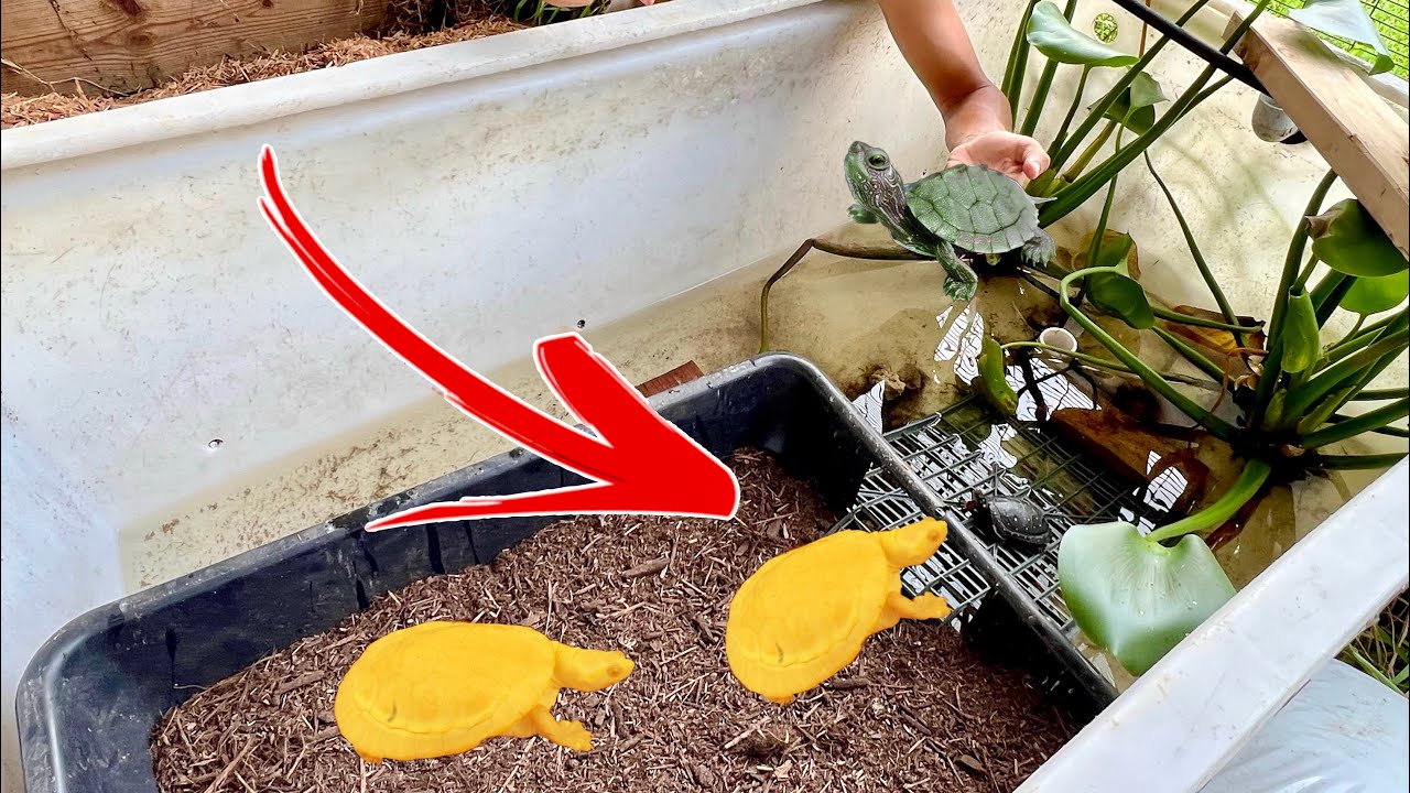 BUILDING MINI TURTLE POND! ON THE RANCH!