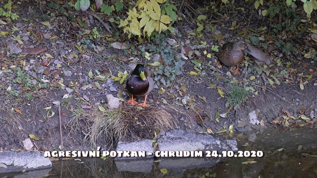 Agresivn&iacute; POTKAN OBECN&Yacute;  - Chrudim 24.10.2020