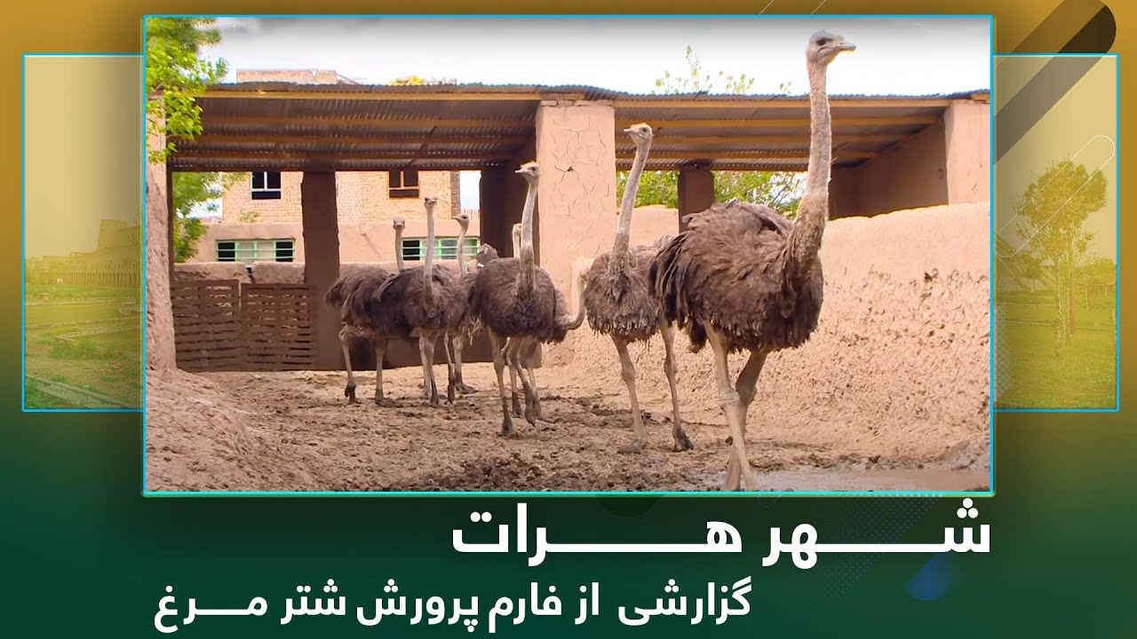 Ariana Herat: Salim Moqimi report From Ostrich Farm / گزارشی سلیم مقیمی از فارم پرورش شترمرغ در هرات