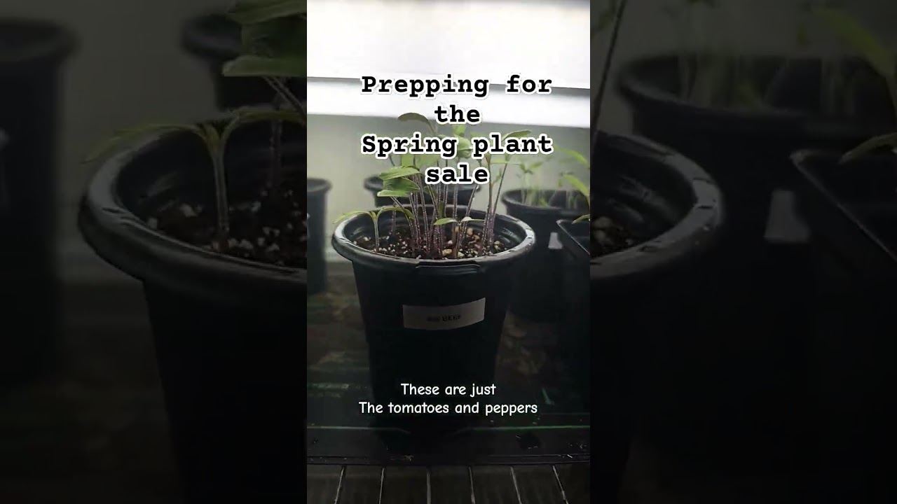 Prepping for the Spring plant sale. #plants #plantsale #mesa #arizona #zone9b