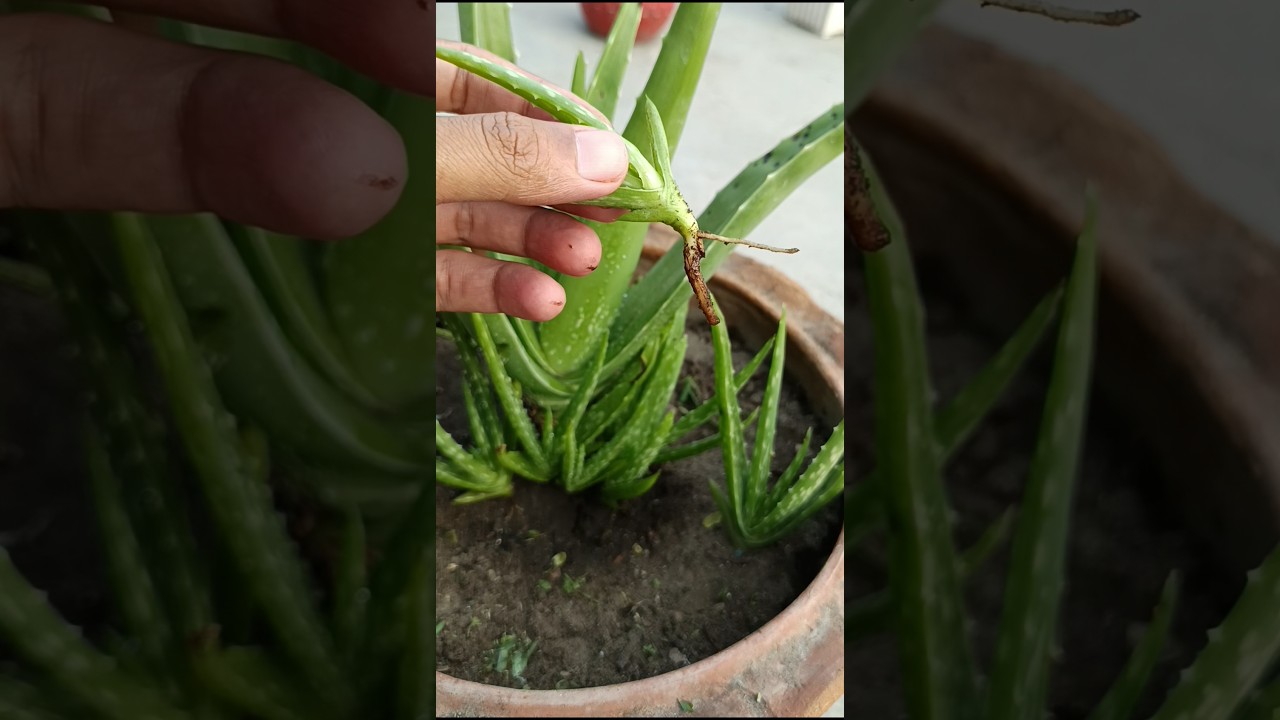 Boost Aloe Vera Growth with This Simple Trick! 🚀