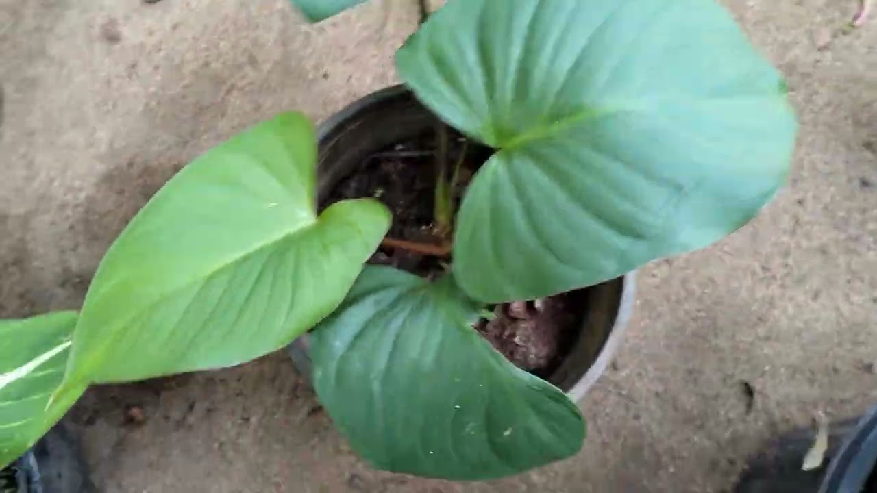New plants sale video 