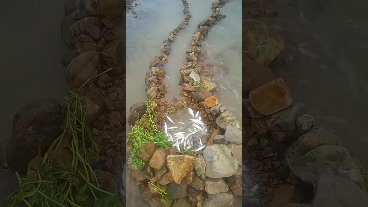 Ancient Stone Fish Traps That Still Work! | 🇺🇸🇬🇧🇨🇦 #fishing #shorts