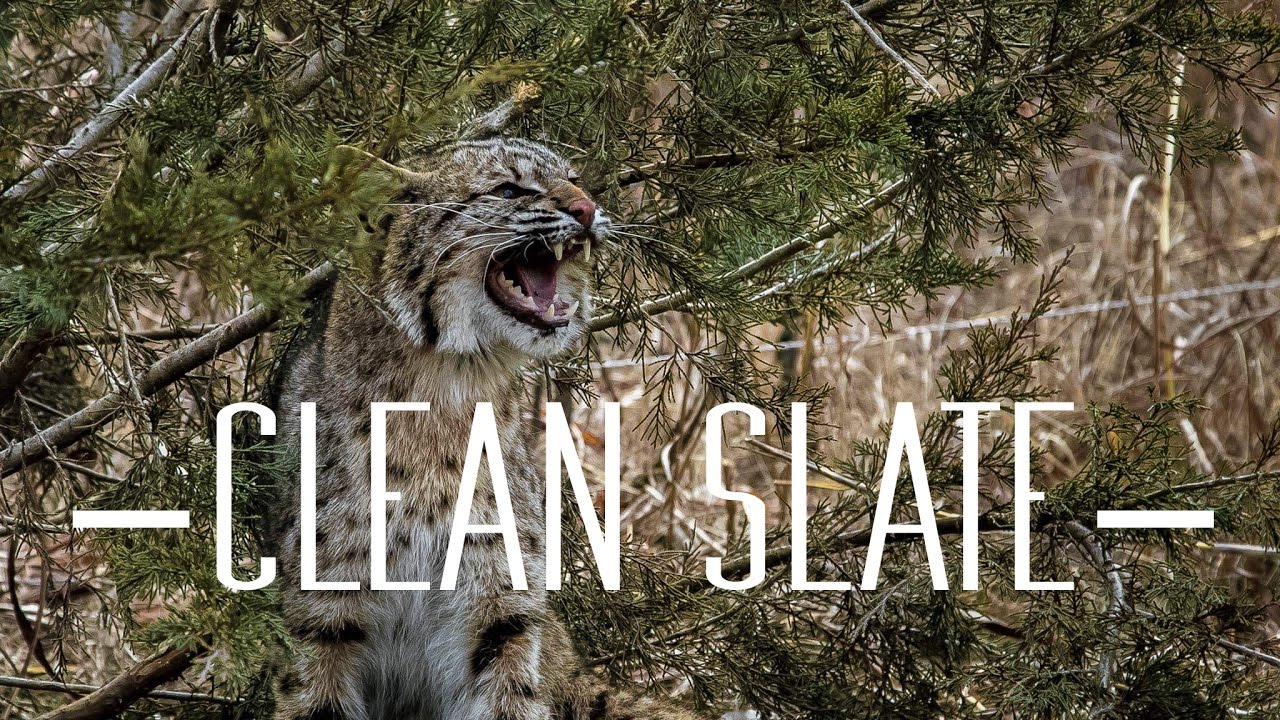 'Clean Slate' (Setups to get CONSISTENT results on COYOTES and BOBCATS!)