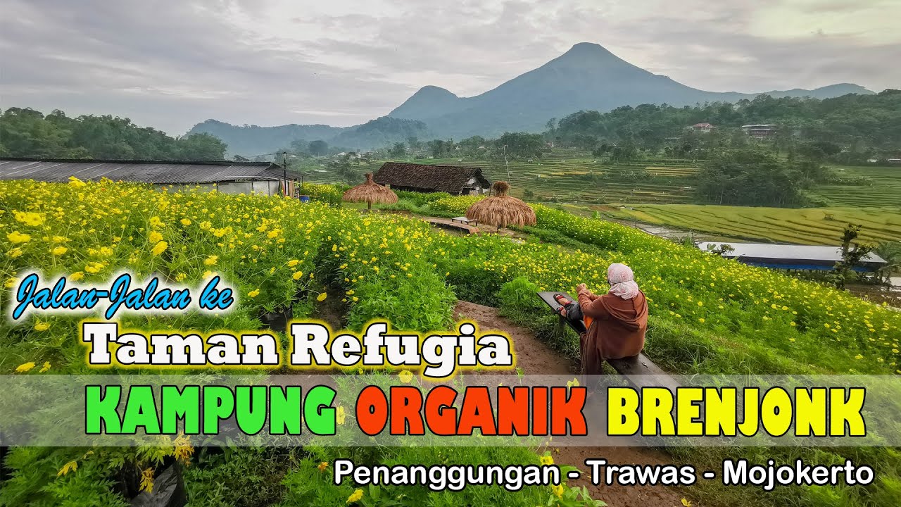 Jalan-Jalan ke Kampung Organik Brenjonk I Taman Refugia I Trawas, Mojokerto I New Normal