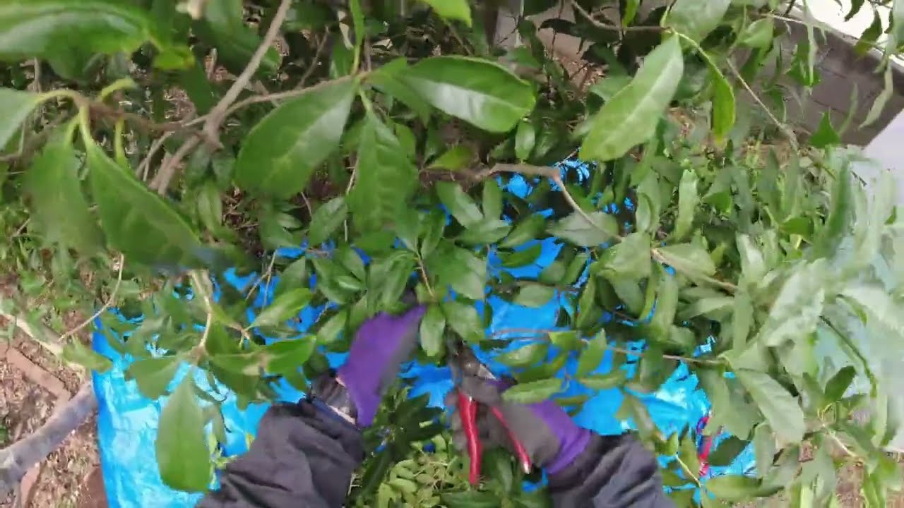 No.262 キンモクセイ冬期剪定（無解説）