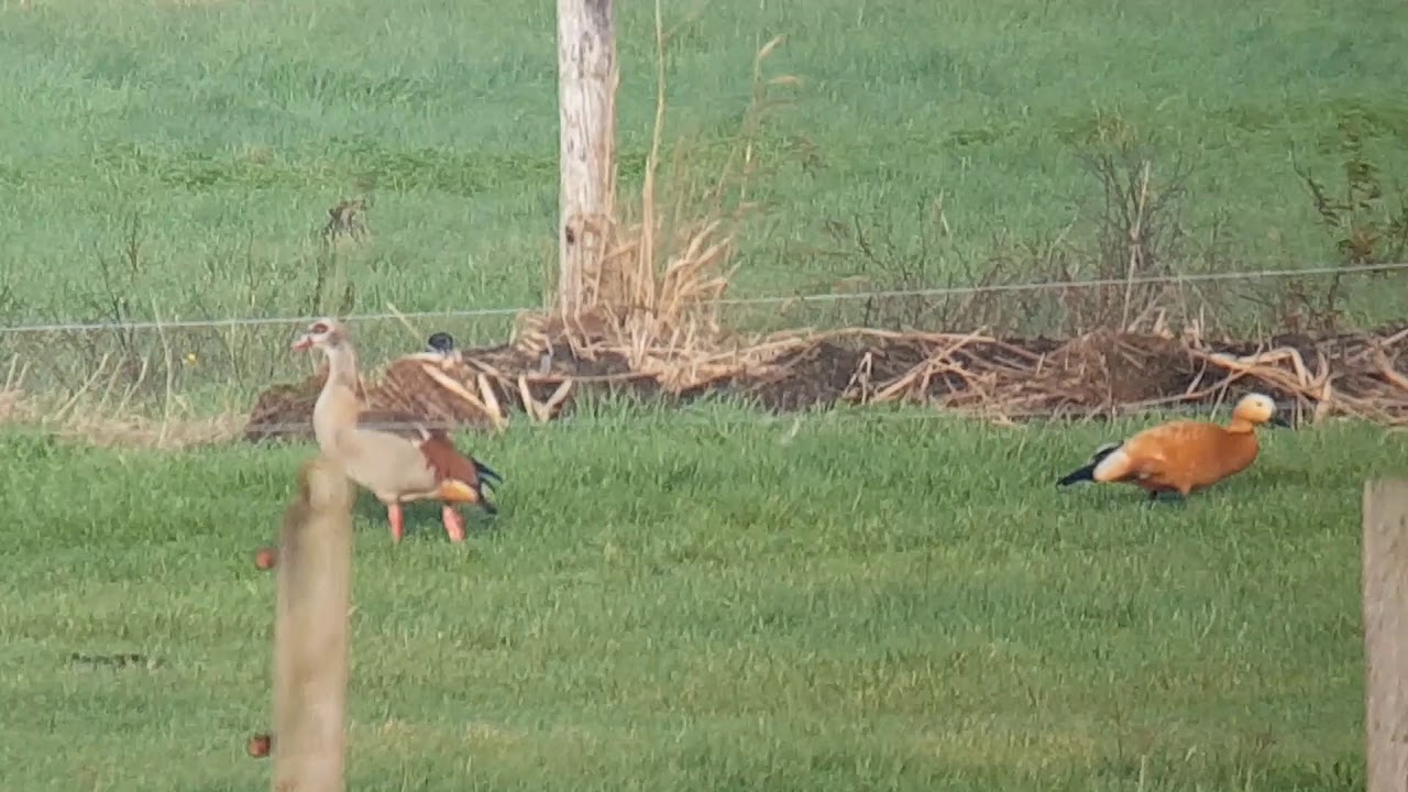 Casarca, holeduif, torenvalk, watersnip, brilduiker, fazant, Vogelen met Paul Saager 53