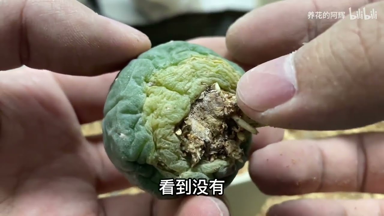 仙人球上盆，我要再种一百个