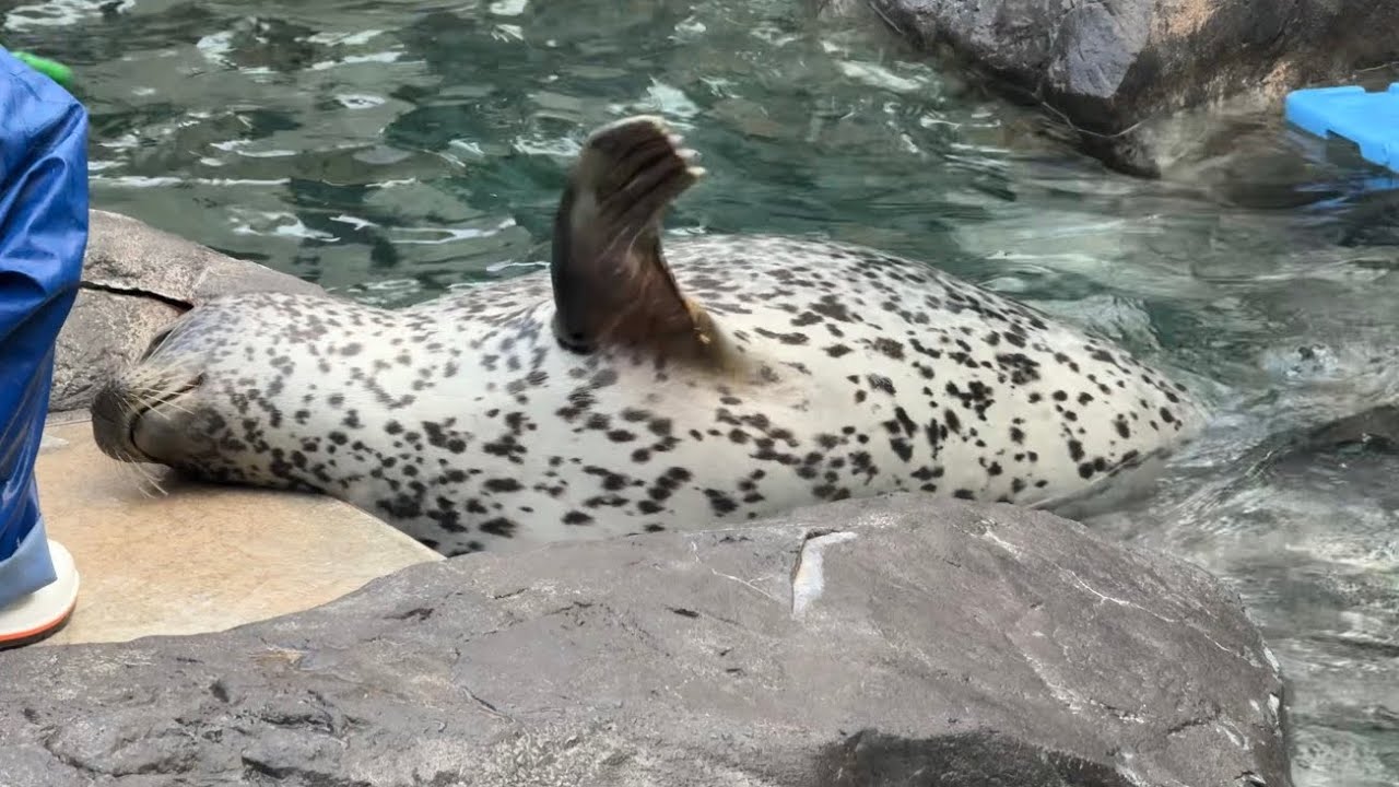 ターボ(Turbo)の腹太鼓🦭