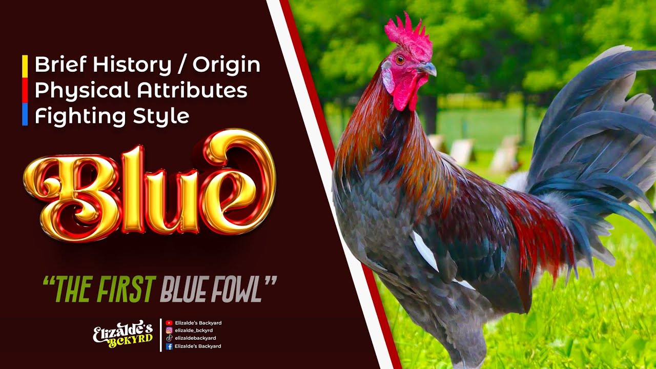 Blues | USAPANG BLOODLINES