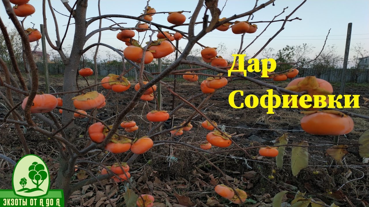 Хурма Дар Софиевки