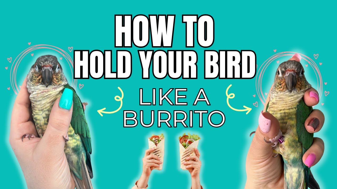 How to TAME Your Bird and Train Them to Come to Your Hand ❤️