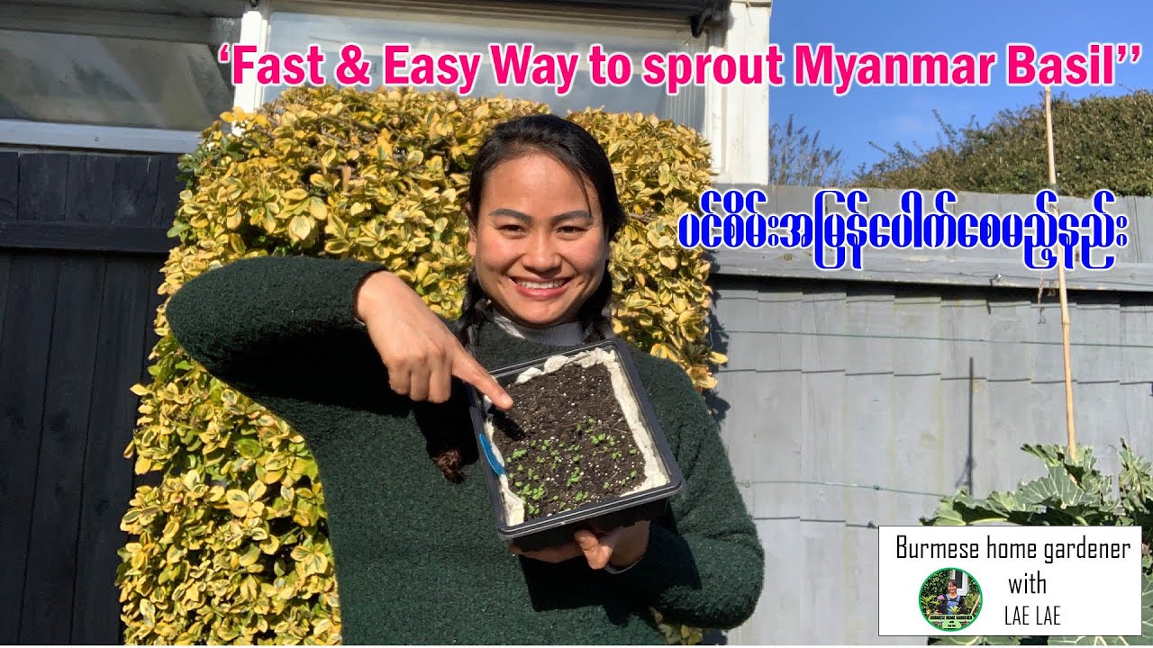How to Grow Myanmar Basil (Lemon Basil )   | 15+ Days  Progress  🌱
