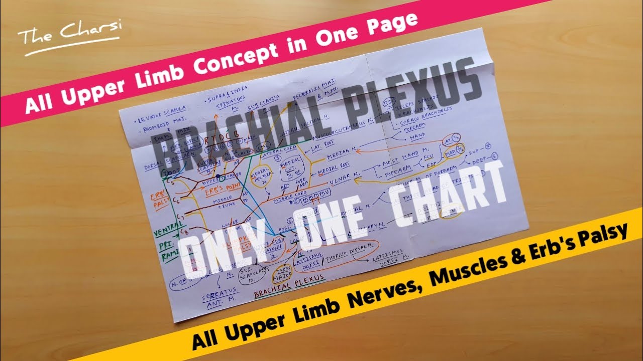 Brachial Plexus Anatomy 1 | Root, Trunk, Division, Cord | Upper Limb Anatomy | Anatomy 3D