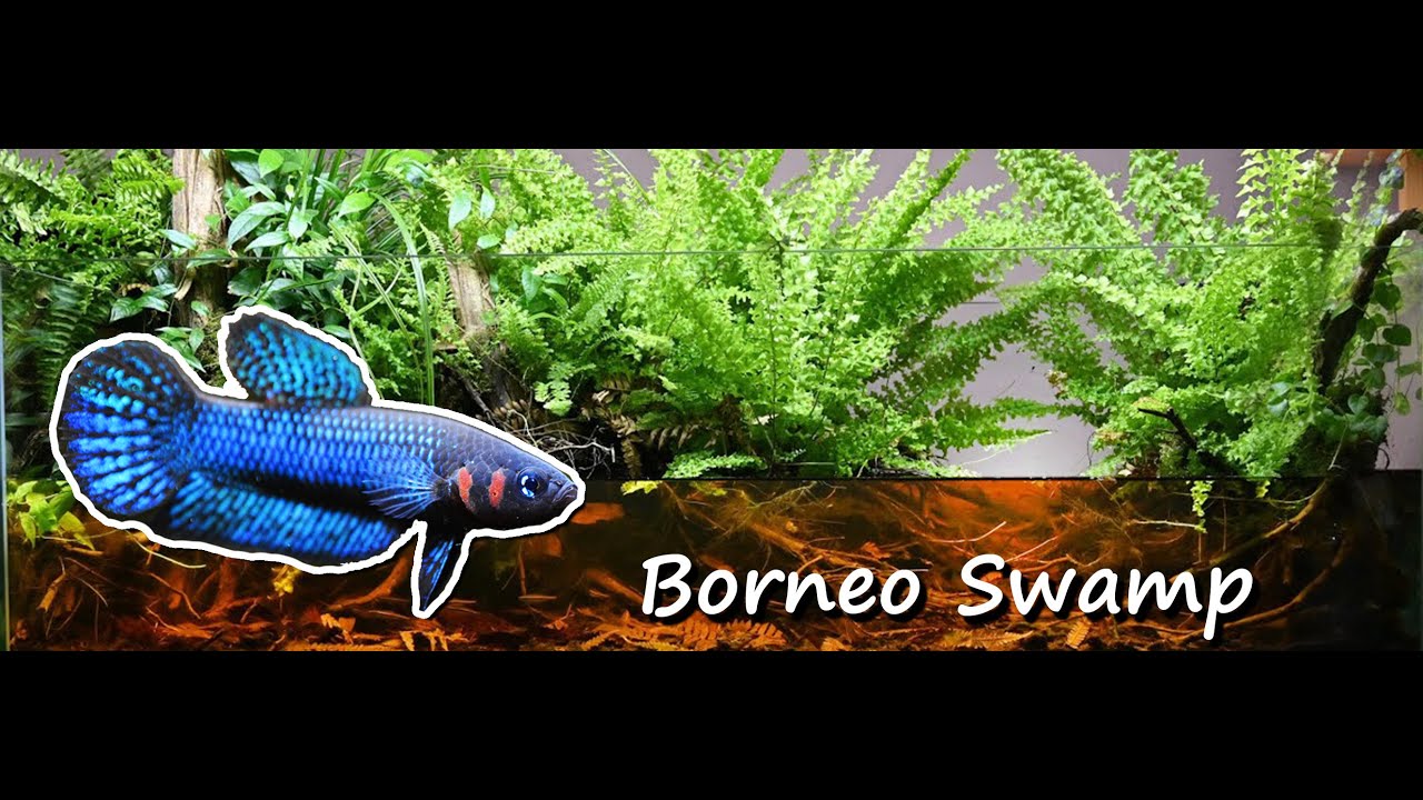 200L Aquarium / Paludarium Borneo Swamp Biotope