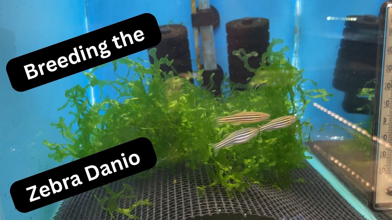 Breeding and Raising Zebra Danios.