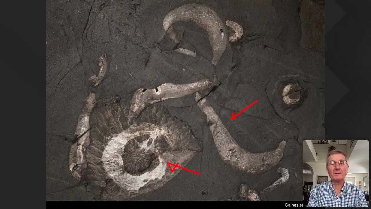 Extraordinary soft-bodied fossils highlight the Cambrian explosion