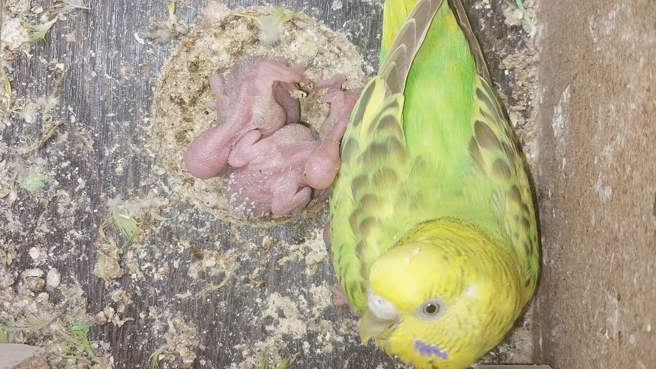 Happy Parrots TV  16.02.2026