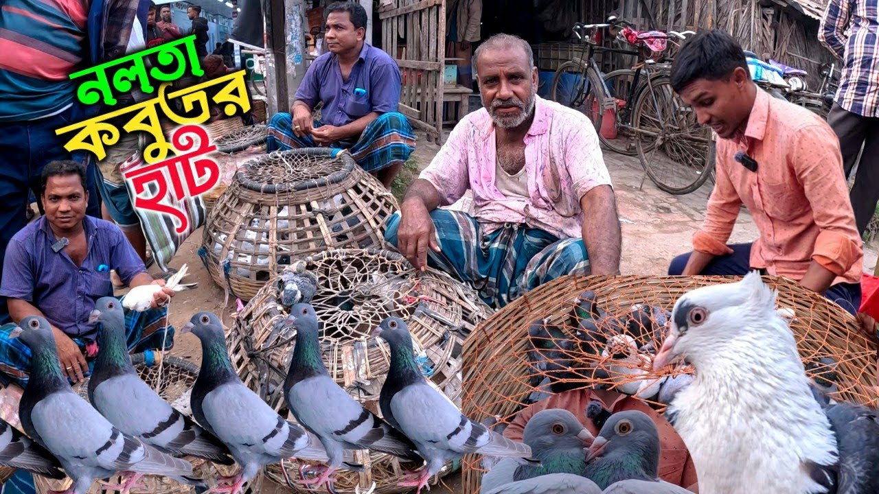 নলতা কবুতরের হাট ২০২৫ | kobutor hat 2025 | pigeon price in bangladesh | kobutorer hat