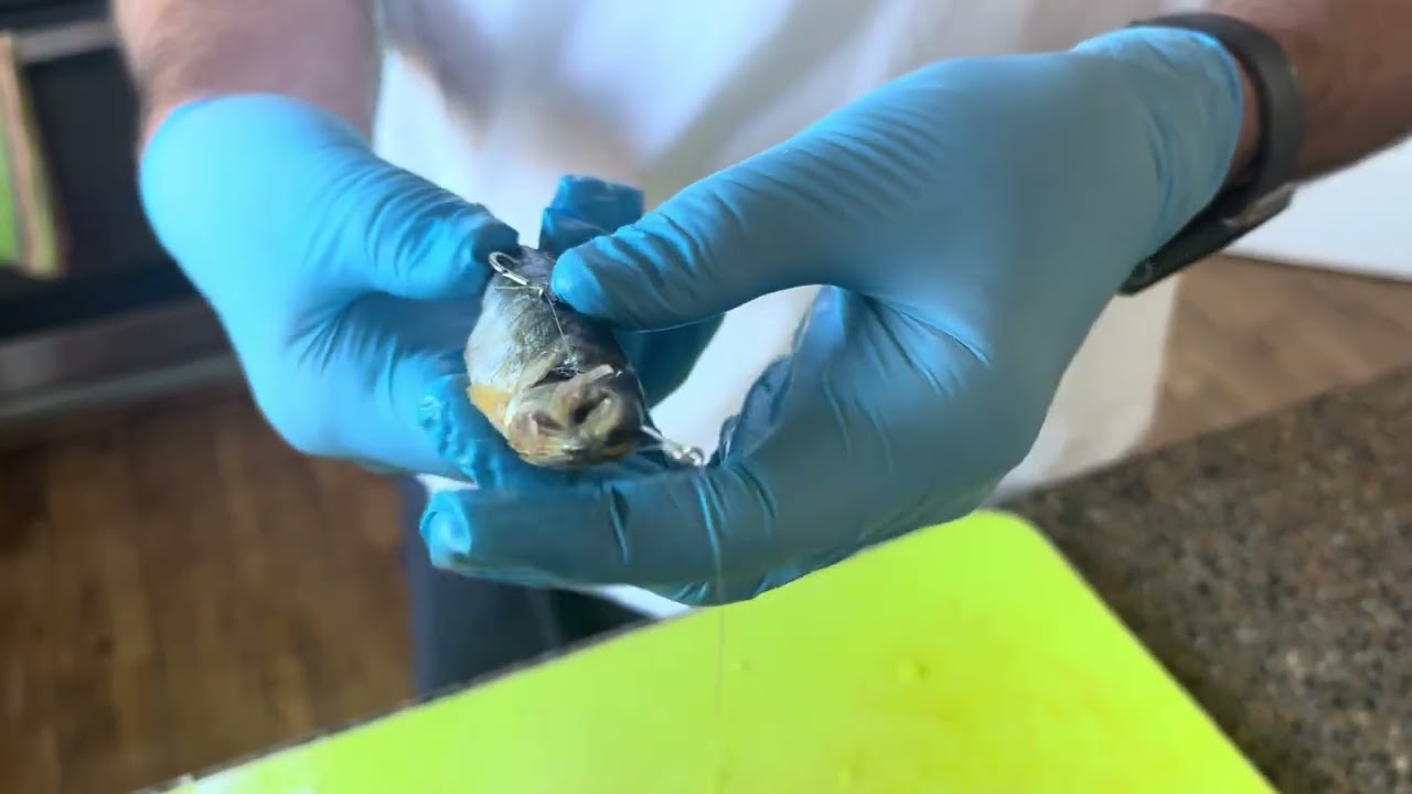 How to rig an anchovy to “roll” it for landlocked salmon (cure it ahead of time! Forgot to mention)