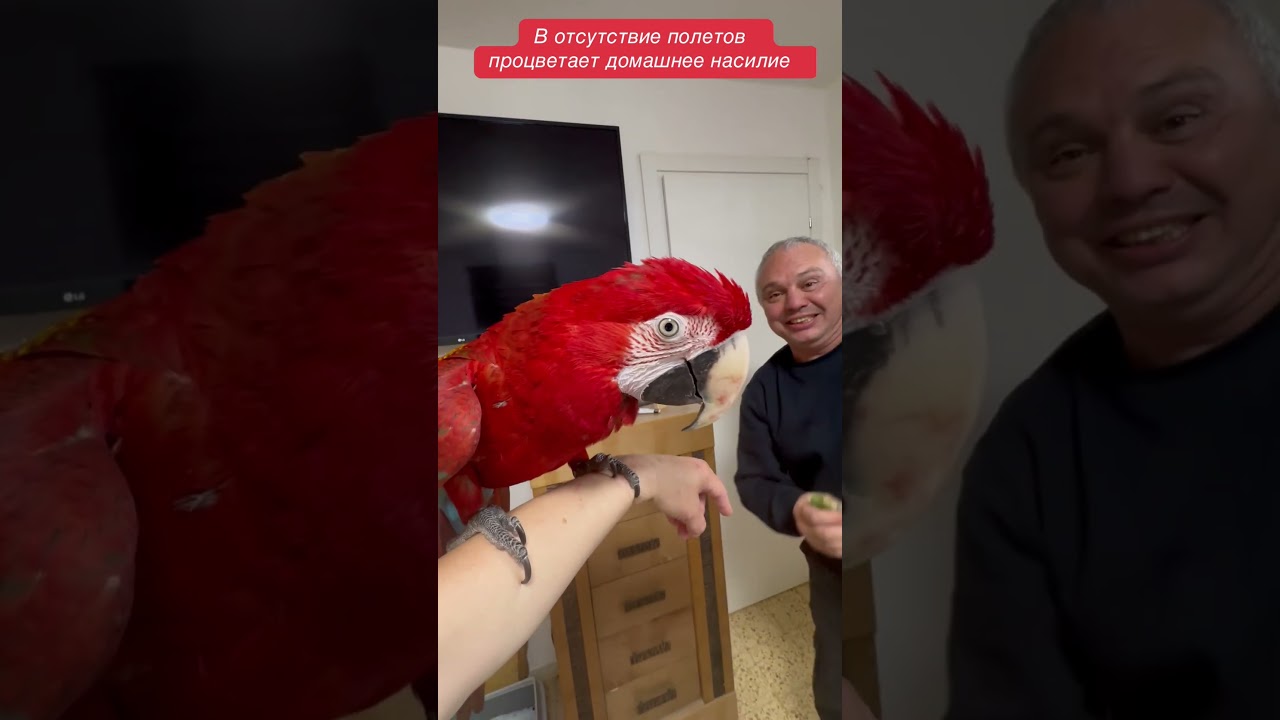 Дома у нас процветает харассмент и абьюз 🥲 #изяизизраиля #изя #сарочка #parrot #попугайизя