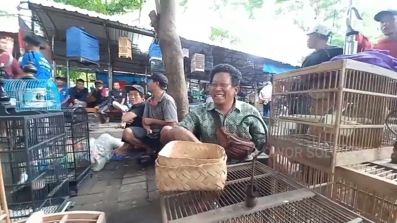 Cek harga burung pasar  burung tradisonal jawa