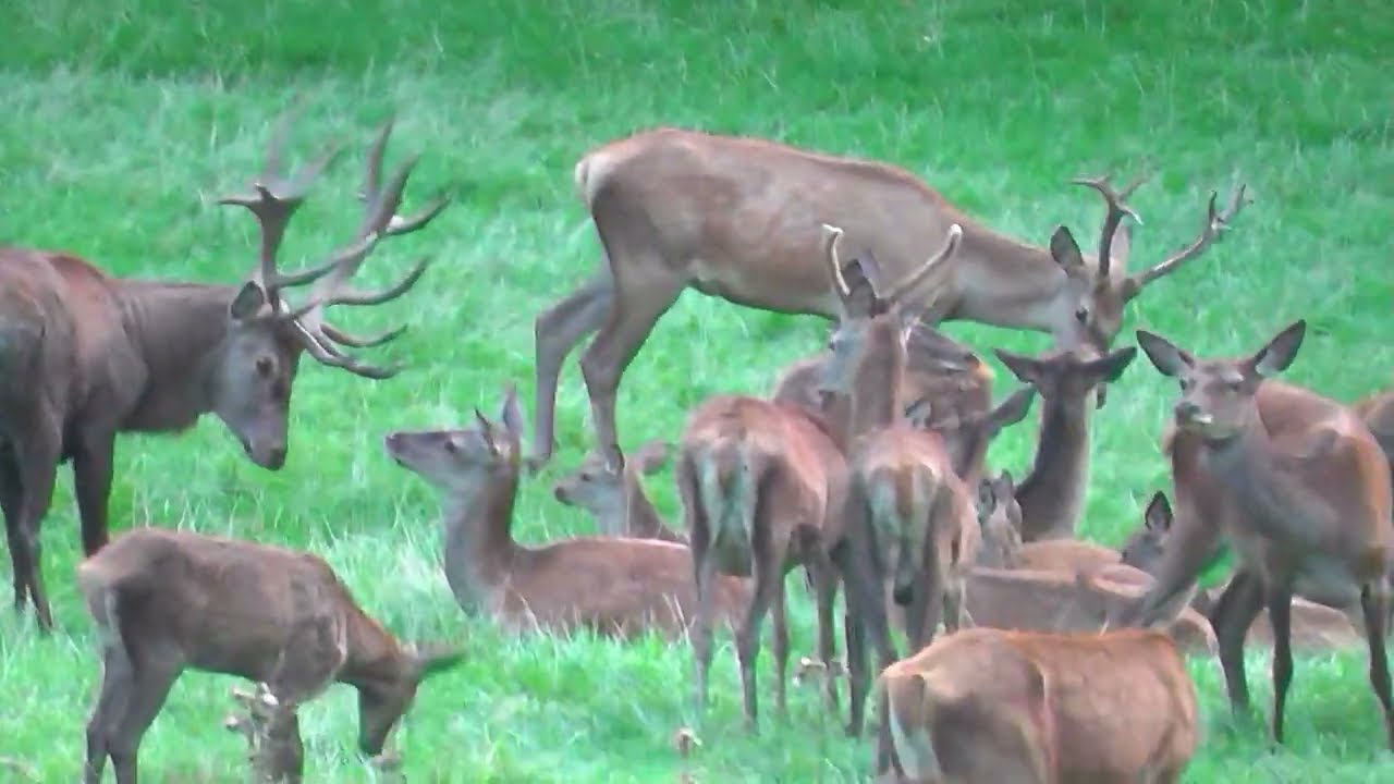 Herbstanfang - Hirsche Rehe Kitze - beginning of Autumn deer and fawns