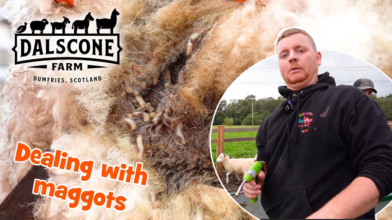 A SEVERE case of Maggots in one of our lambs.