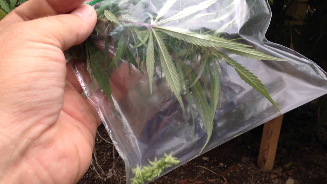 Acute pollination of female Cannabis