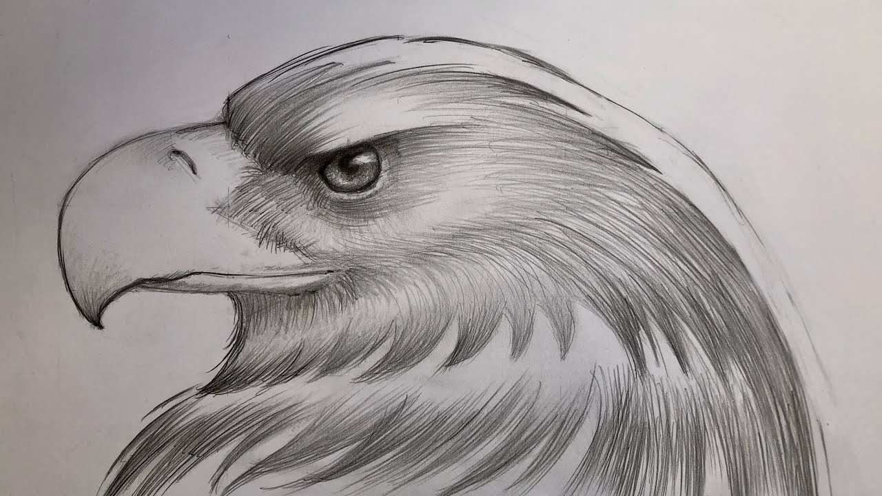 #tutorial #come #disegnare un’#aquila. Parte I