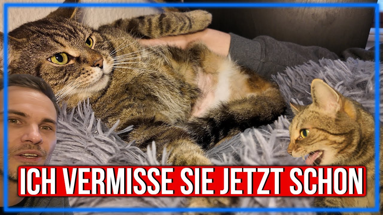 Wie wird es sein ohne Katzen? Wechselbad der Gefühle 🥺