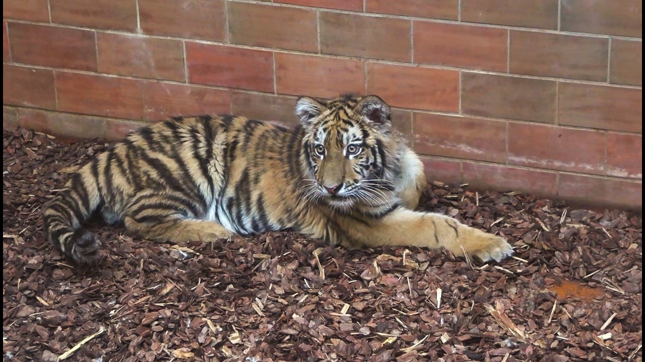 Hamarosan a Medveotthonba költözik Pablo a tigris