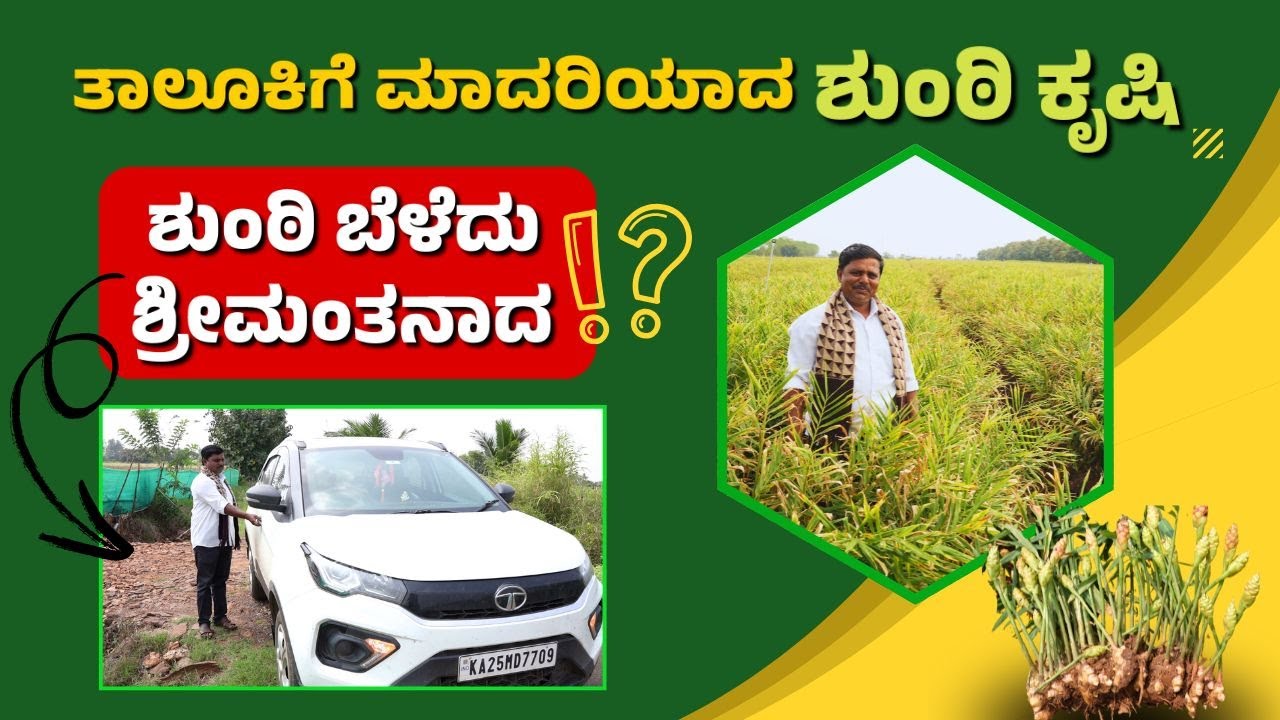 Ginger Farming | Model Ginger Farming |ಶುಂಠಿ ಬೆಳೆದು ಶ್ರೀಮಂತನಾದ ರೈತ|ಶುಂಠಿ ಬೆಳೆಗಾರರು ನೋಡಲೇಬೇಕಾದ ಸ್ಟೋರಿ