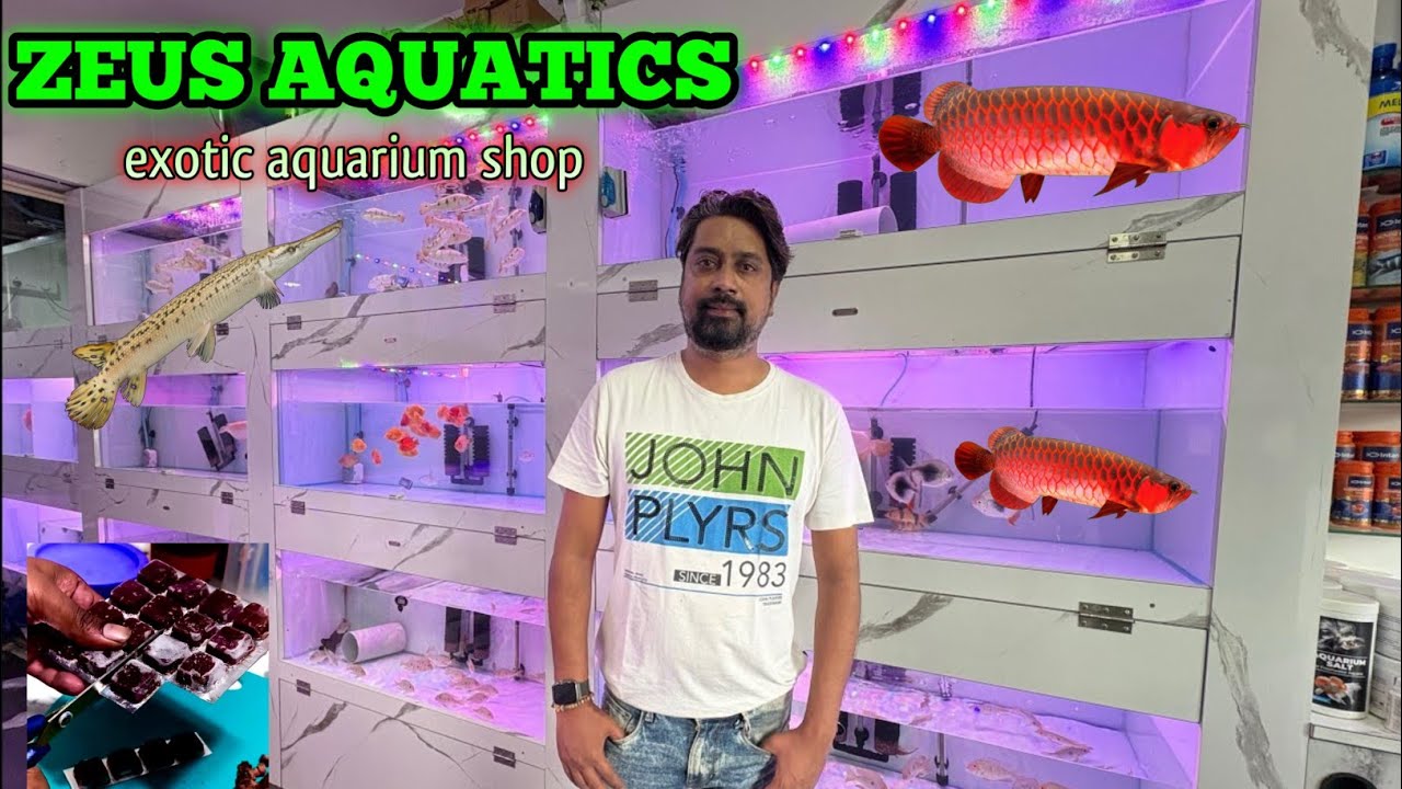 NEW AQUARIUM FISH STOCK UPDATE!