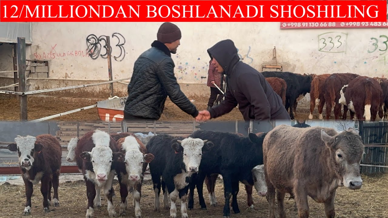 3/LI BOLLARDAN AKSIYASI 12/MILLIONDAN BOSHLANADI 
