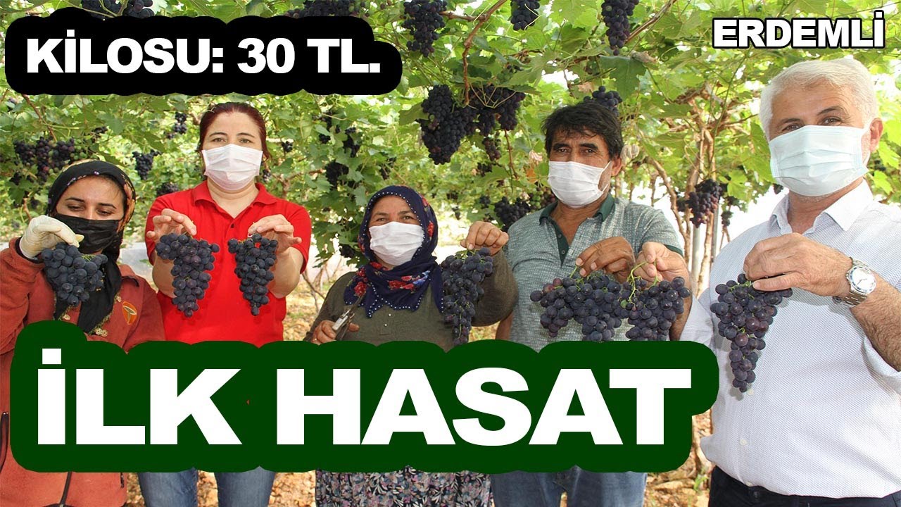 ERDEMLİ’DE TURFANDA SİYAH ÜZÜM HASADI BAŞLADI KİLOSU 30 TL.