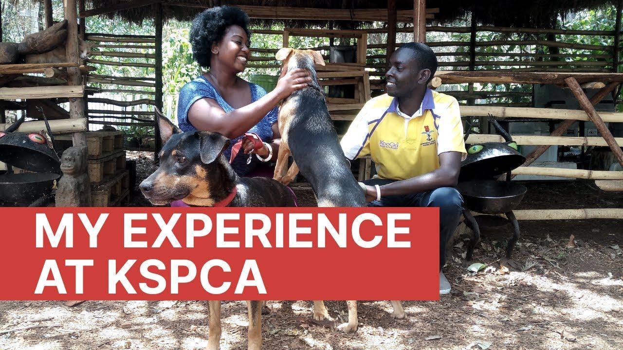 First Time Experience At KSPCA (Kenya Society For The Protection & Care Of Animals)