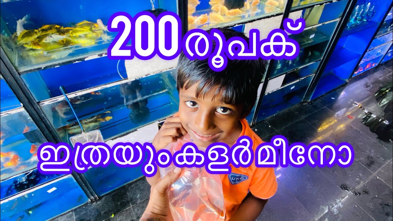 200രൂപക്  ഇത്രയും കളർ മീനോ/So many colorful fish for Rs. 200