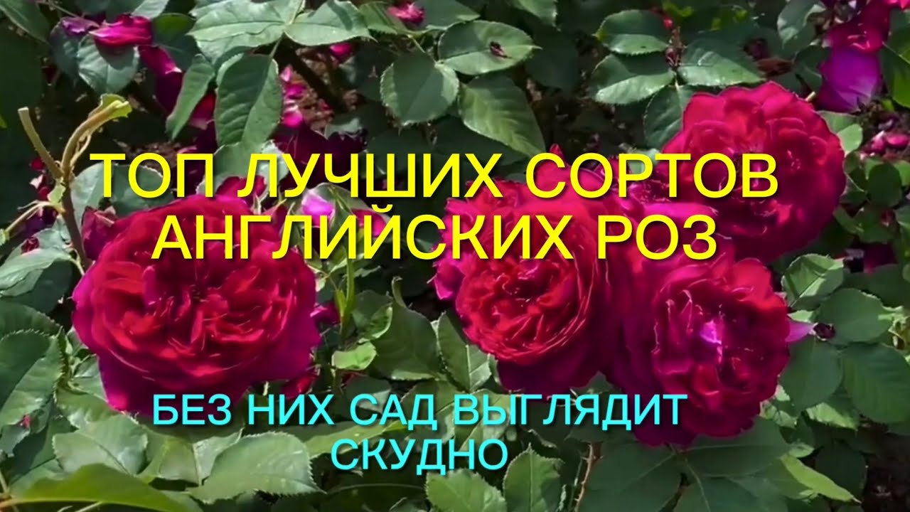 Розы. Без них сад смотрится скудно.  Топ - 9 лучших английских роз, которые …..🌹🌹🌹
