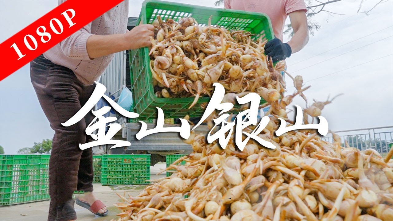 《老广的味道》第九季 第3集 金山银山｜1080P 用最简单的食材烹饪出不输珍馔的美味！