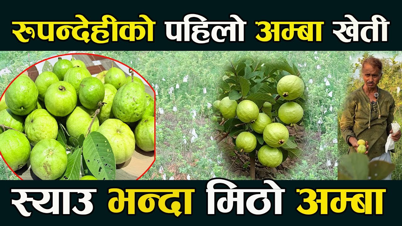 स्याउ भन्दा मिठो अम्बा ,रुपन्देहीको पहिलो  ब्यवसायीक अम्बा खेती Amba kheti in nepal | Belauti kheti