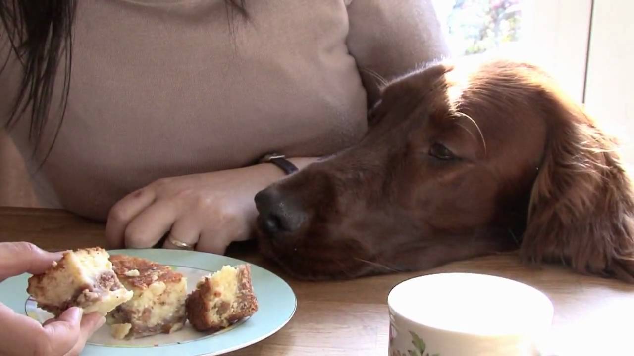 Irish Setter