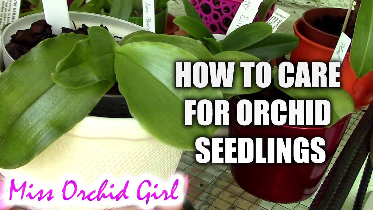 Orchid Care - How to care for Orchid Seedlings